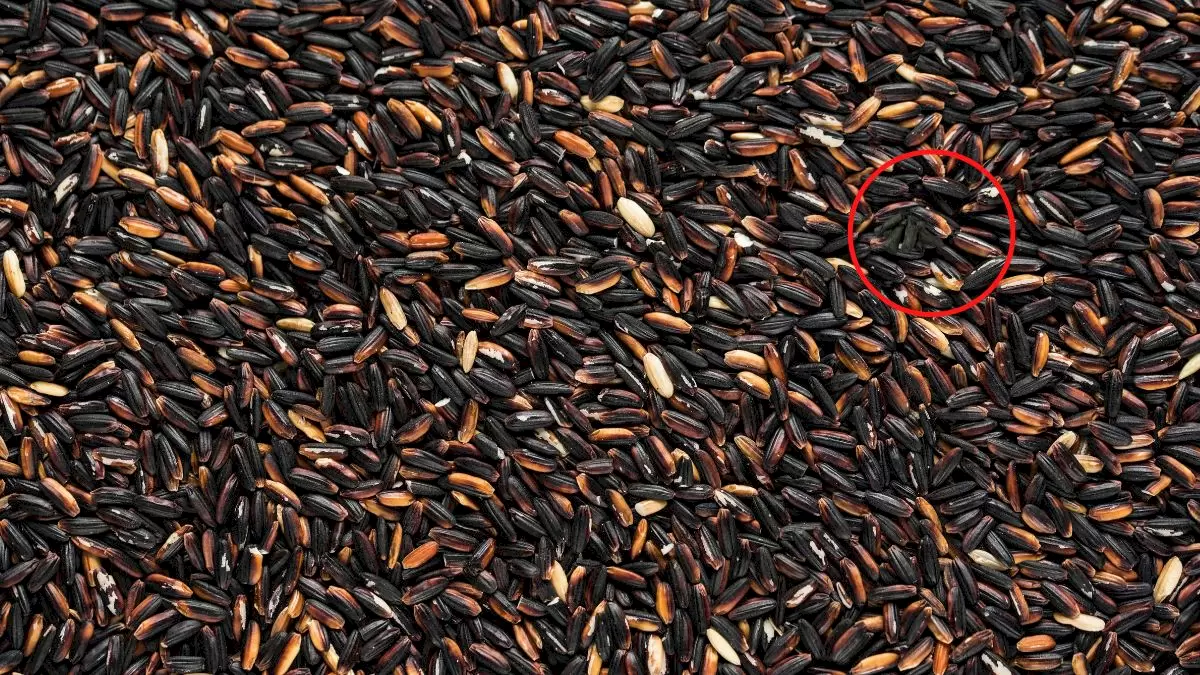 Prueba Ocular de Ilusión Óptica: ¿Puedes encontrar un carbón escondido entre los granos en 15 segundos?
