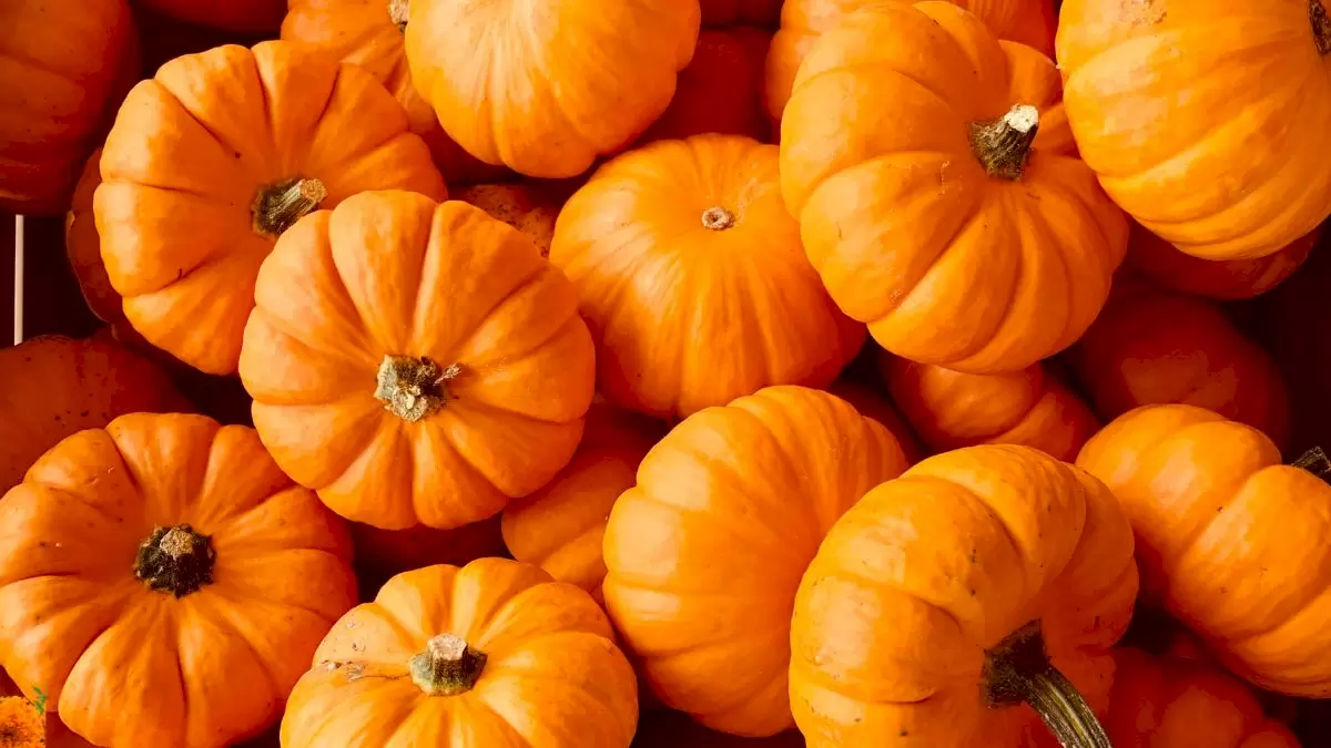 Ilusión óptica para poner a prueba tu visión: ¿Puedes encontrar una flor entre las calabazas?