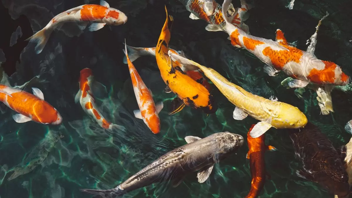 Ilusión Óptica: Un Cocodrilo esta Esperando para Cazar a los Peces. ¿Puedes encontrarlo en 12 segundos